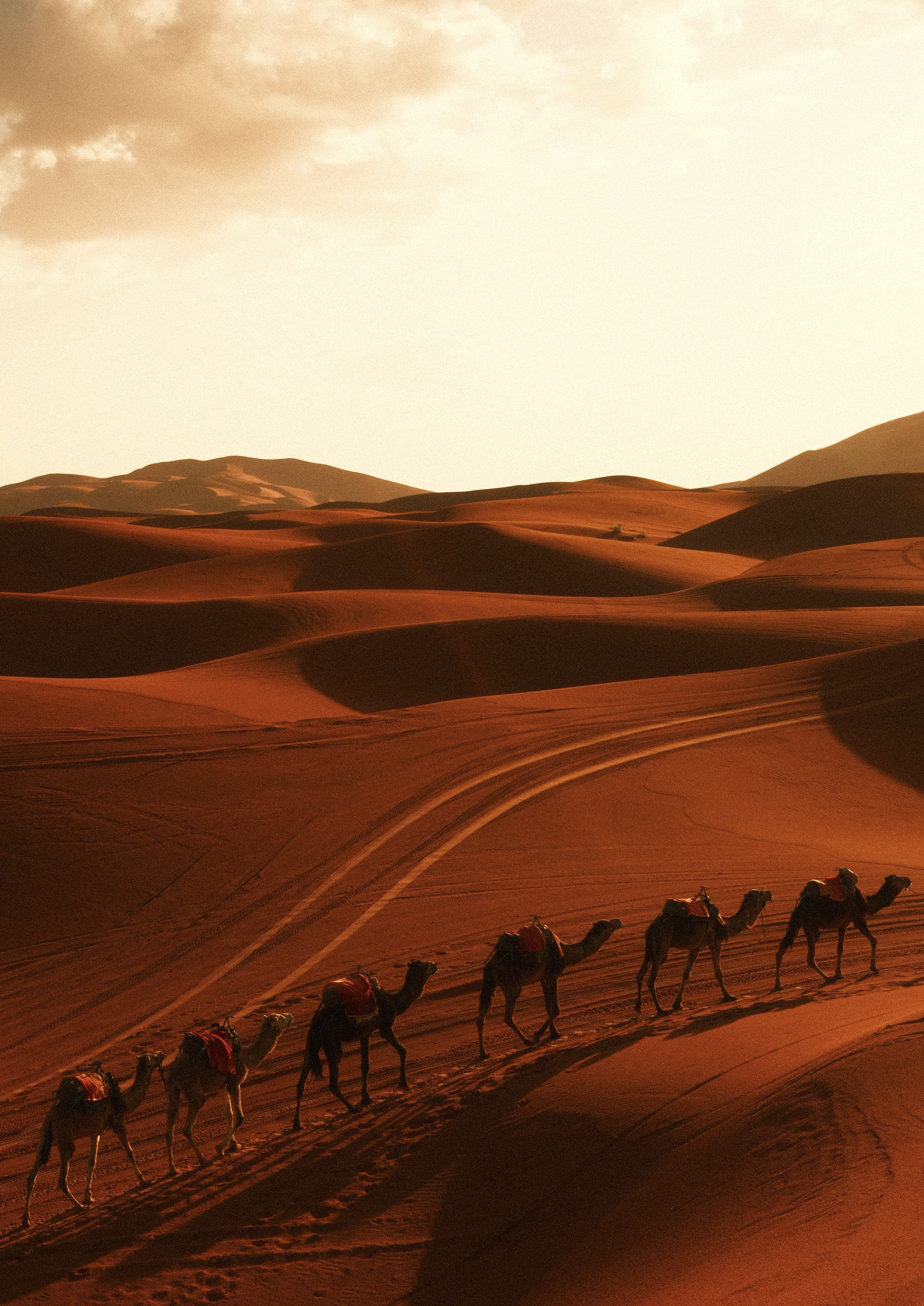 Camel caravan, Sahara
